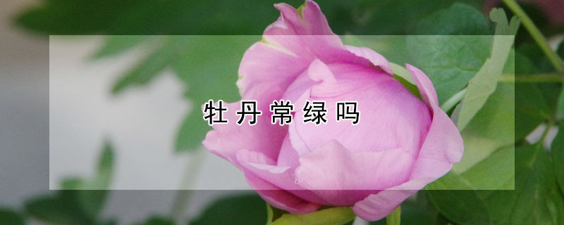 牡丹常綠嗎