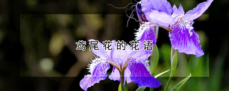 鳶尾花的花語(yǔ)