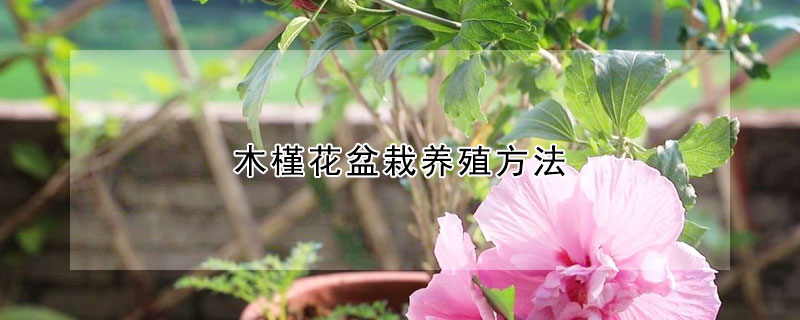 木槿花盆栽養(yǎng)殖方法