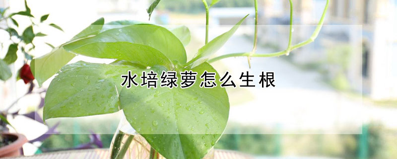 水培綠蘿怎么生根