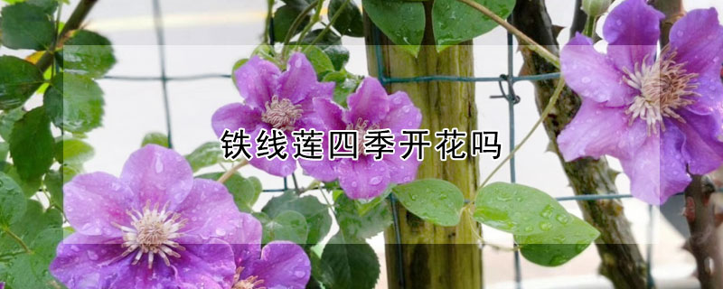 鐵線蓮四季開花嗎