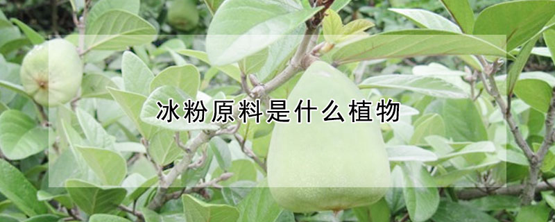 冰粉原料是什么植物