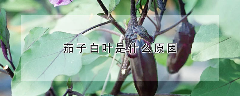 茄子白葉是什么原因