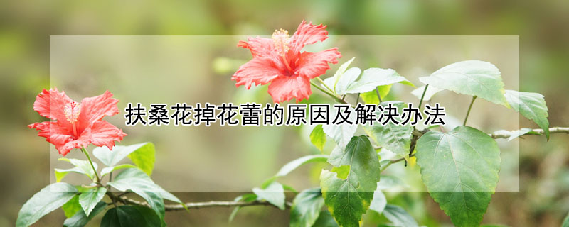 扶桑花掉花蕾的原因及解決辦法