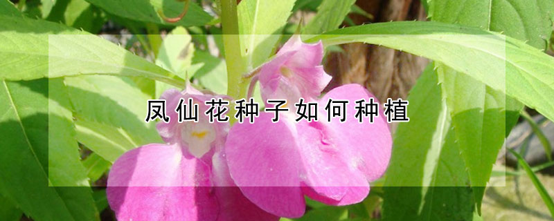 鳳仙花種子如何種植