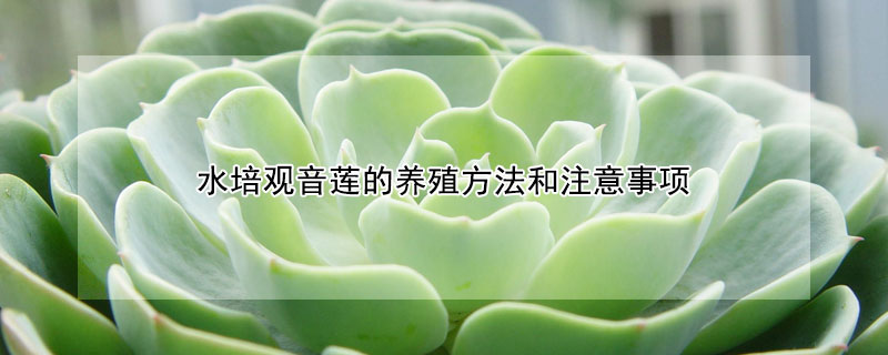 水培觀(guān)音蓮的養(yǎng)殖方法和注意事項(xiàng)