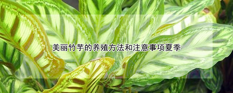 美麗竹芋的養殖方法和注意事項夏季