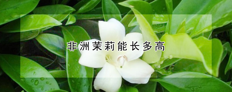 非洲茉莉能長多高