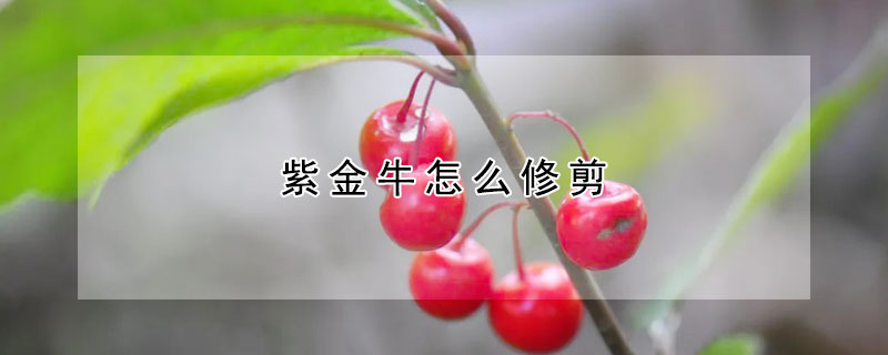 紫金牛怎么修剪