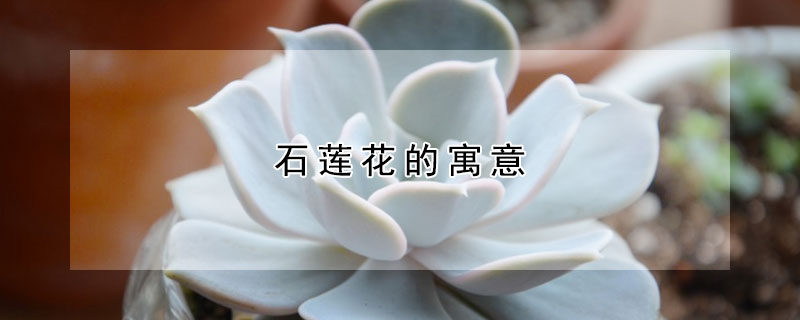 石蓮花的寓意