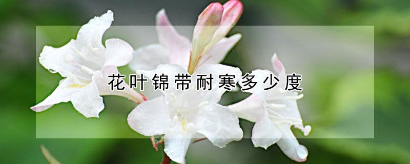 花葉錦帶耐寒多少度