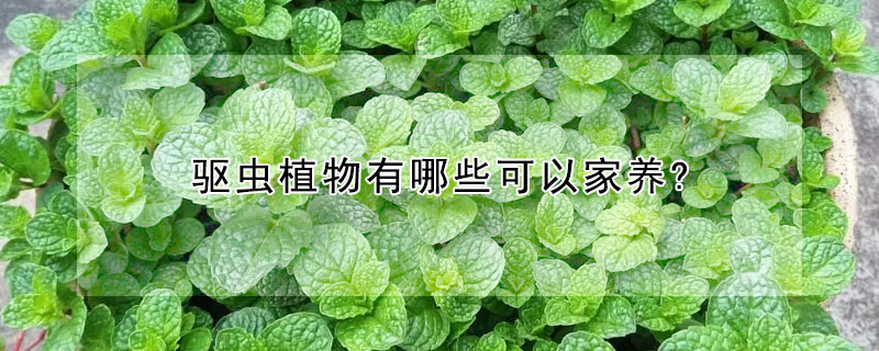 驅蟲植物有哪些可以家養?