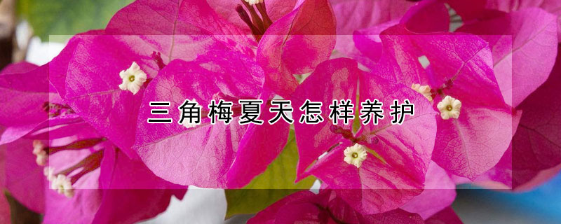 三角梅夏天怎樣養(yǎng)護