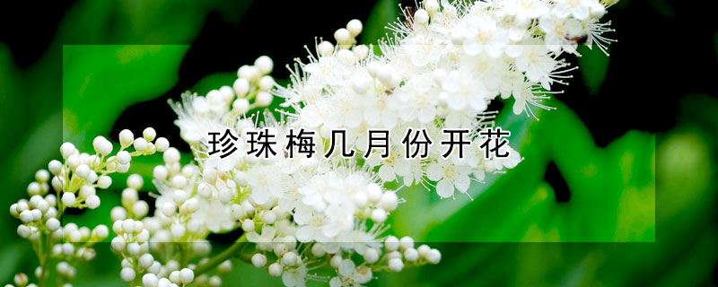 珍珠梅幾月份開花