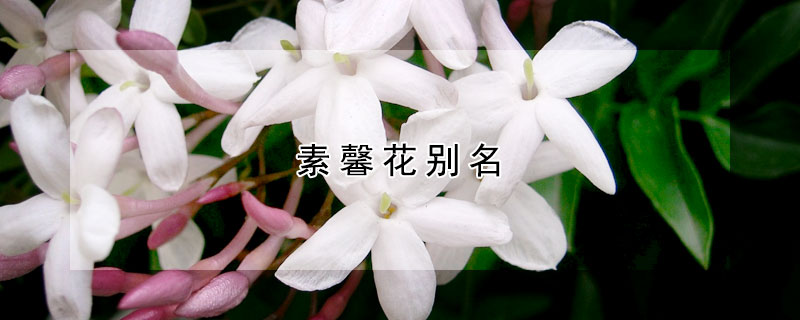 素馨花別名