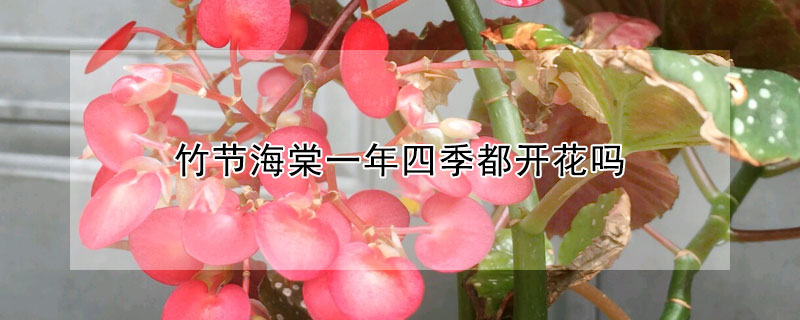 竹節(jié)海棠一年四季都開(kāi)花嗎