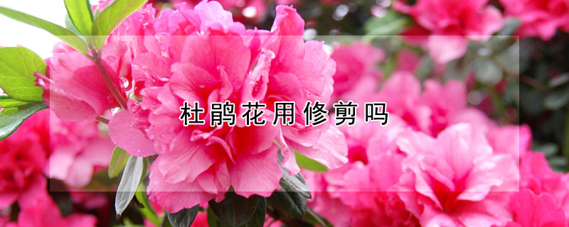 杜鵑花用修剪嗎