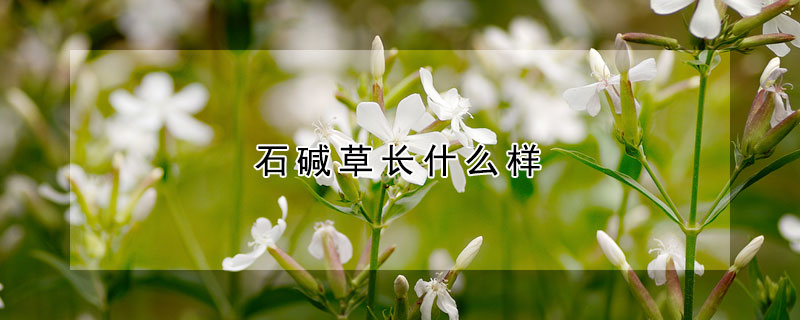 石堿草長什么樣