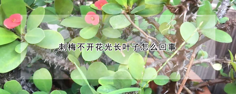 刺梅不開花光長(zhǎng)葉子怎么回事