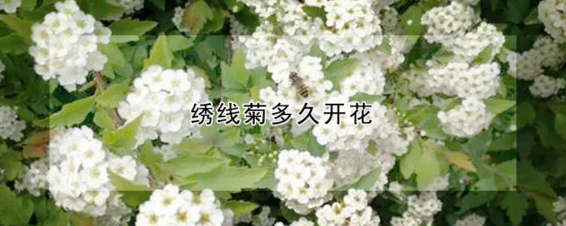 繡線菊多久開(kāi)花