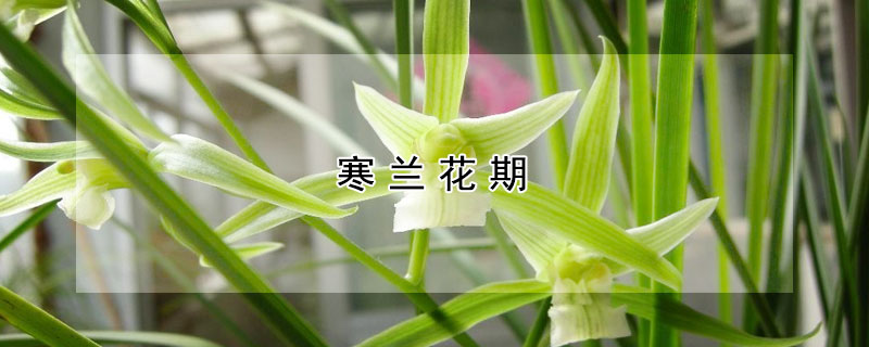 寒蘭花期