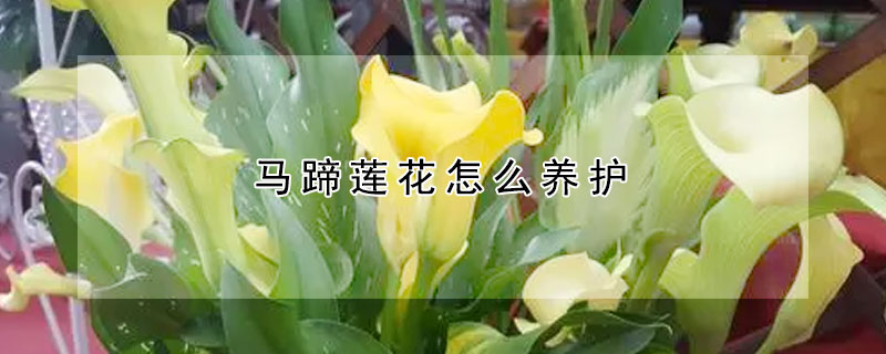 馬蹄蓮花怎么養護