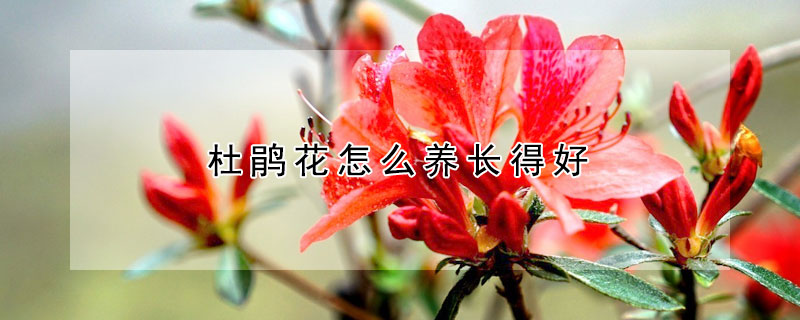 杜鵑花怎么養長得好