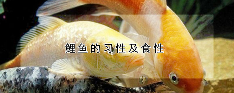 鯉魚的習(xí)性及食性