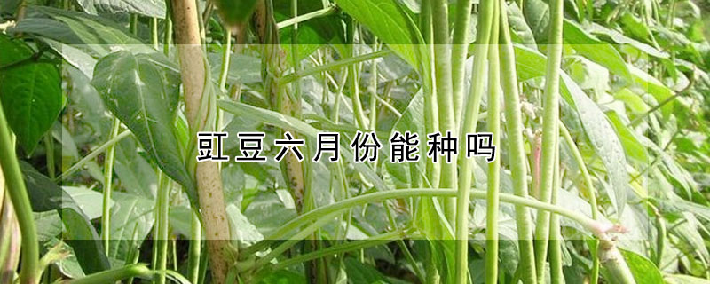 豇豆六月份能種嗎