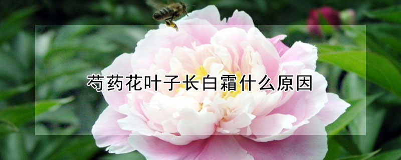 芍藥花葉子長(zhǎng)白霜什么原因