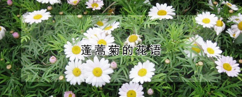 蓬蒿菊的花語(yǔ)