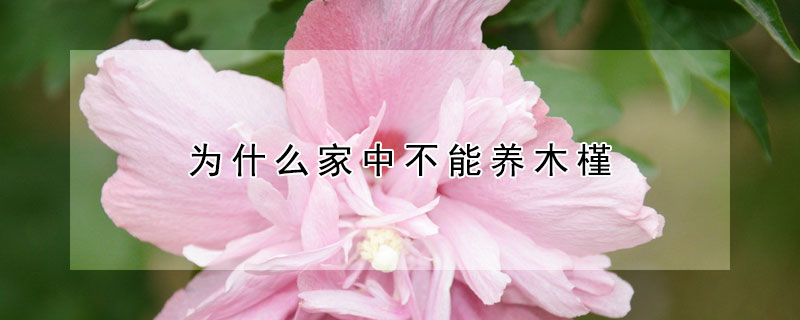 為什么家中不能養(yǎng)木槿