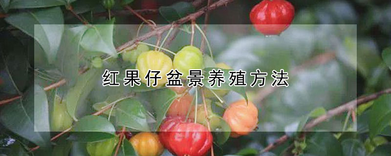 紅果仔盆景養殖方法