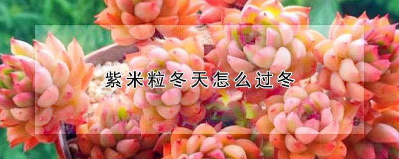 紫米粒冬天怎么過(guò)冬