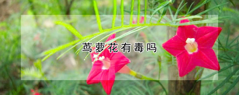 蔦蘿花有毒嗎