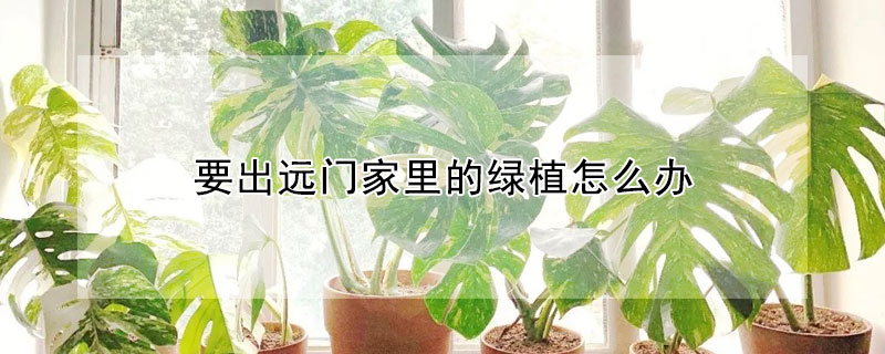 要出遠門家里的綠植怎么辦