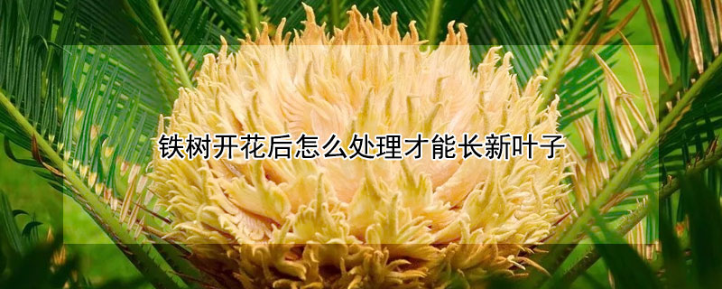 鐵樹開花后怎么處理才能長新葉子