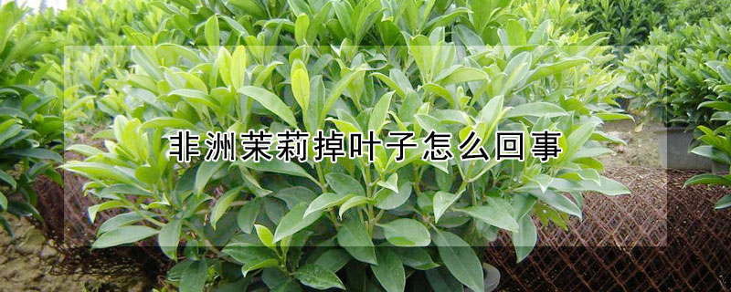 非洲茉莉掉葉子怎么回事