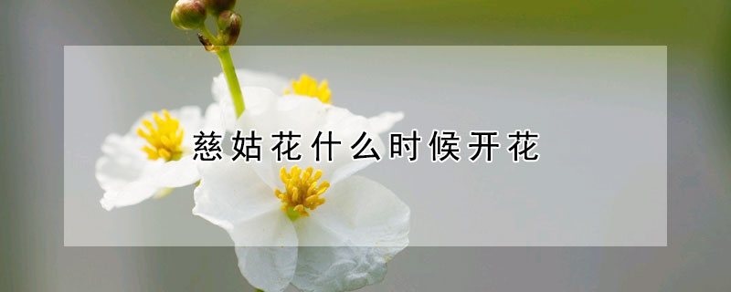 慈姑花什么時候開花