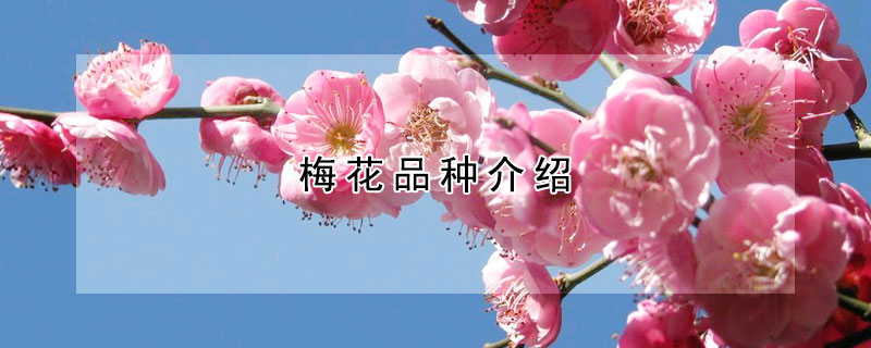 梅花品種介紹