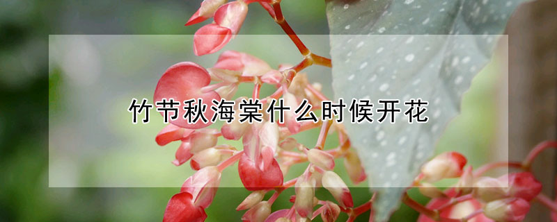 竹節(jié)秋海棠什么時候開花