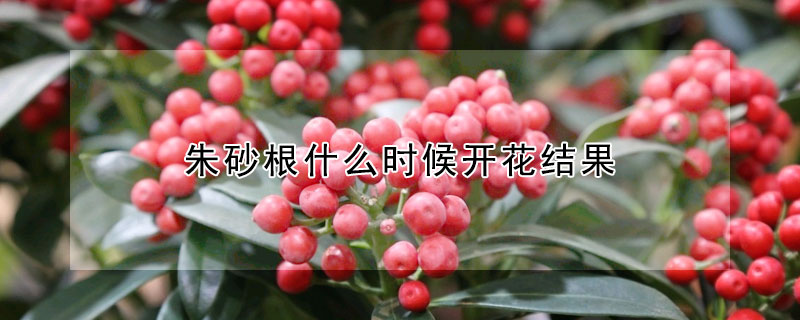 朱砂根什么時(shí)候開花結(jié)果