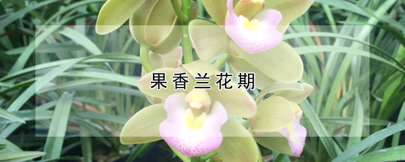 果香蘭花期