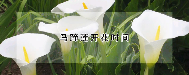 馬蹄蓮開花時間