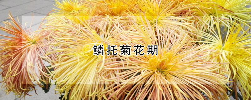 鱗托菊花期