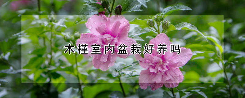 木槿室內(nèi)盆栽好養(yǎng)嗎