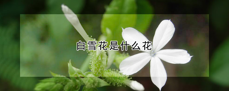 白雪花是什么花