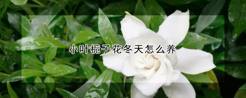 小葉梔子花冬天怎么養(yǎng)