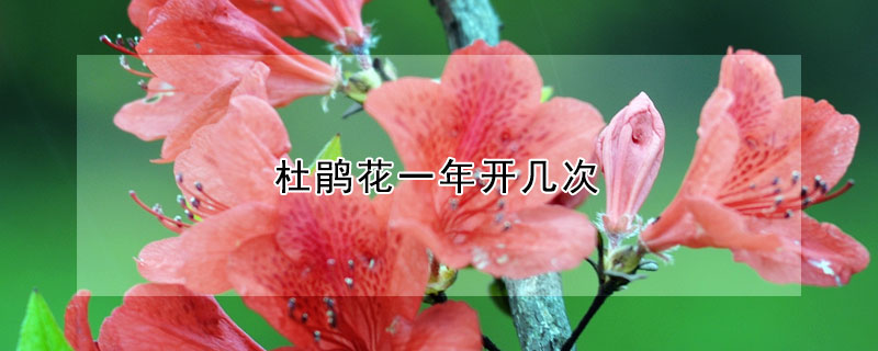 杜鵑花一年開幾次