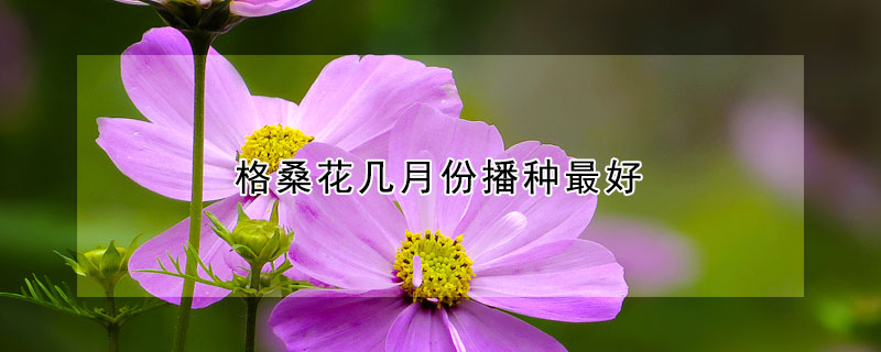 格桑花幾月份播種最好